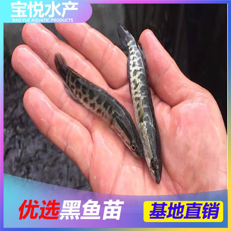 吉林白山黑鱼苗吃什么饲料苗场直销 黑鱼苗那里有售