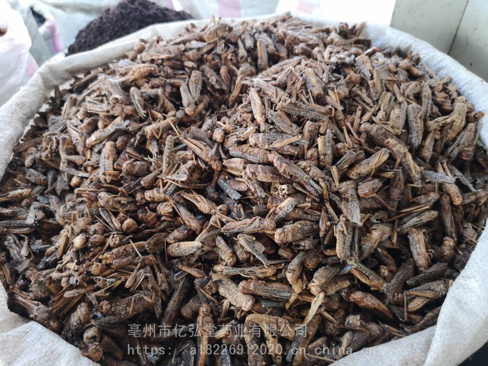 拉丁植物动物矿物名:1.locusta migratoria linnaeus2.