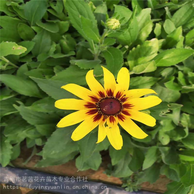金光菊小苗出售,金光菊参考报价,金光菊供货商