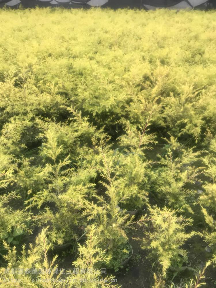 黄金香柳工程苗批发基地,成都大量有哦货好千层金工程苗价格
