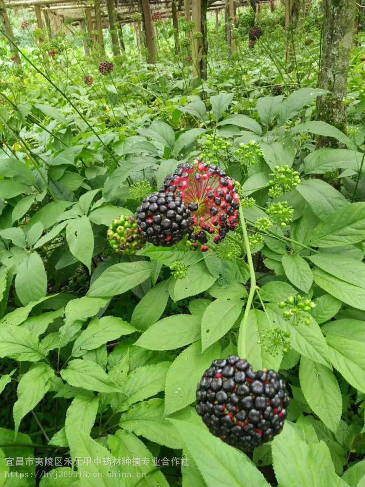 保定鹿泉廊坊竹节参野三七种植方法