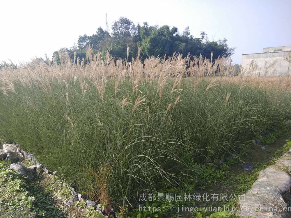种中文名:京芒草.种别名 :京羽茅(中国高等植物图鉴).科:禾本科.