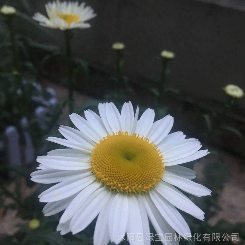 【大滨菊花卉种子价格便宜 品质好 物美价廉】图片