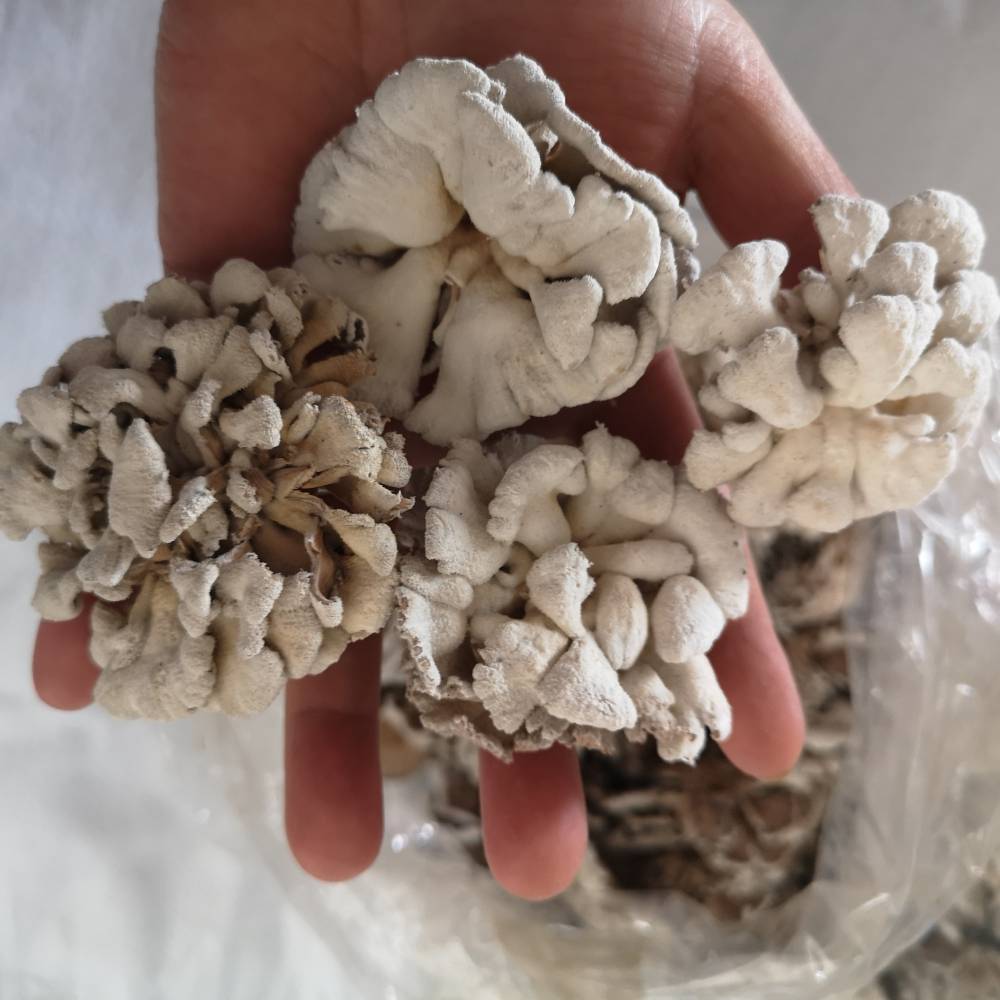 藏灵菇 雪莲菌低价出售