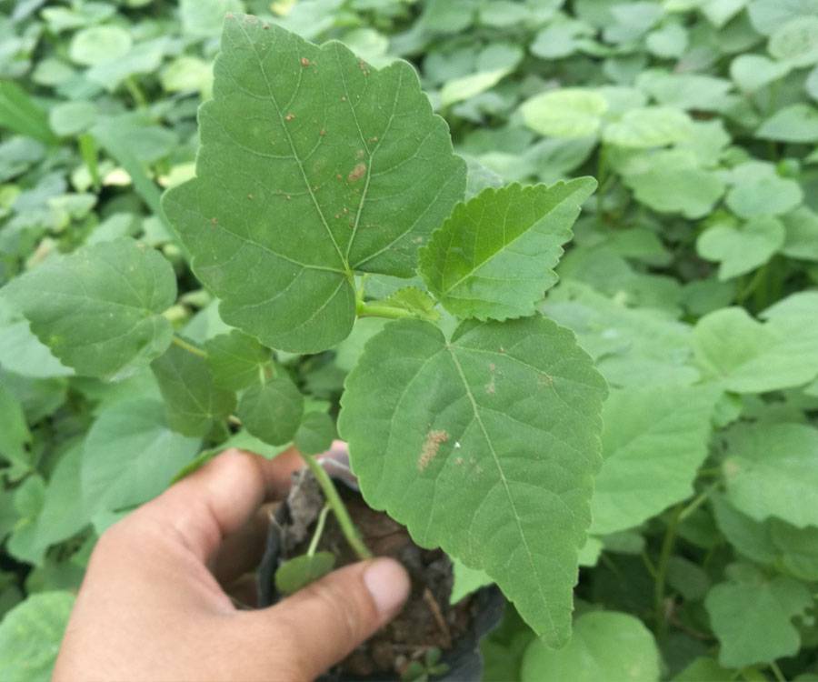 【基地直销】大花秋葵种苗,大花秋葵袋苗,美芙蓉绿化苗批发