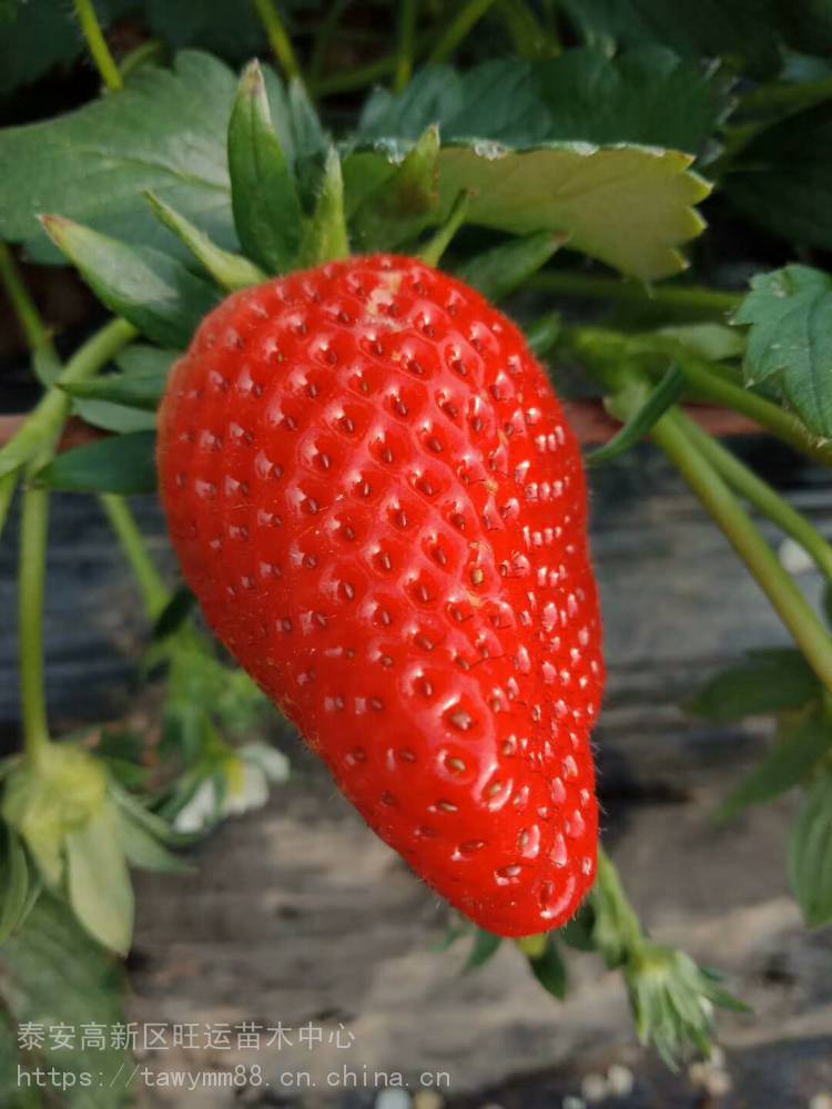 丰香草莓苗结的多雪里香草莓苗品种介绍