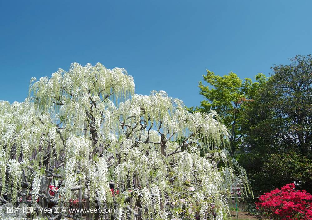 河南信阳春晖牌 白色紫藤 安了寺(白色)紫藤 日本进口紫藤品种 花量大