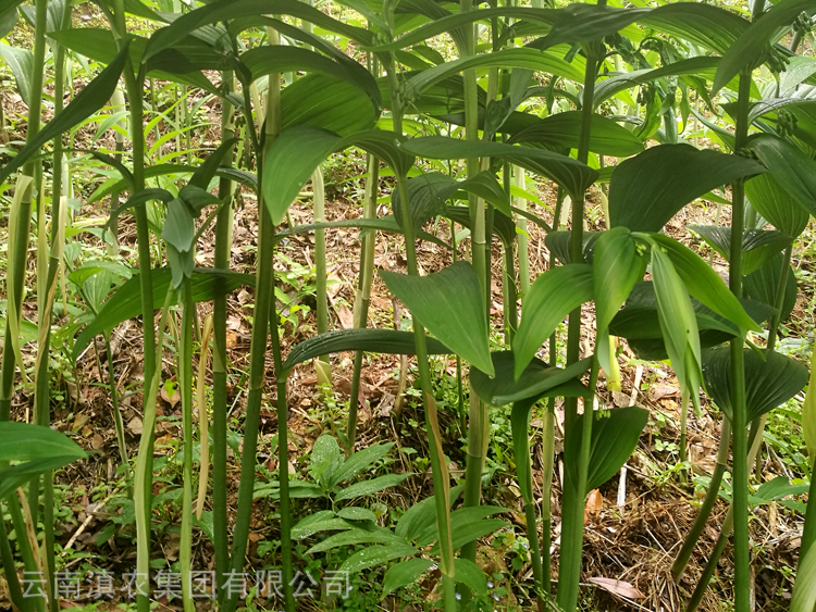 黄精专用肥 适合黄精种植使用 黄精肥料 种黄精用的肥料 中药材专用肥