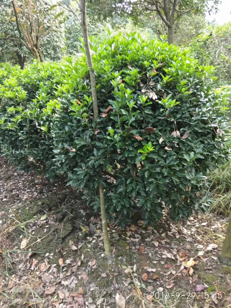 宠物及园艺 园林植物 灌木 大量批发出售万年青大叶黄杨小苗床苗基地