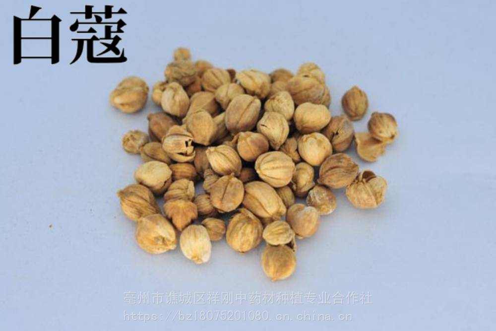 中药白豆蔻的功效 白豆蔻批发价格