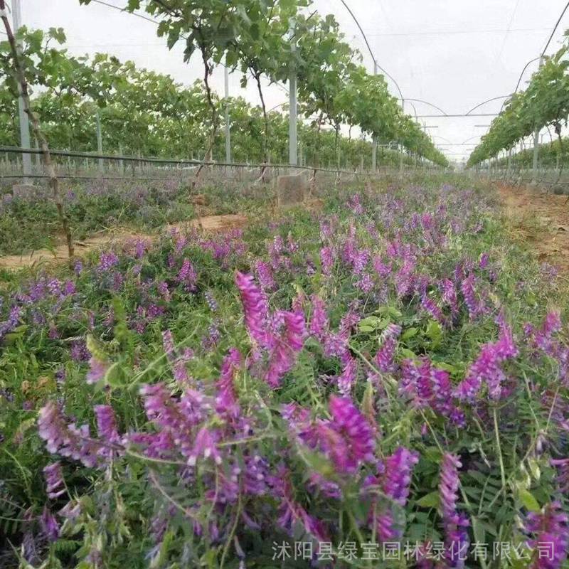 精品毛苕子牧草种子 高产适应性好 量大价优 基地直发