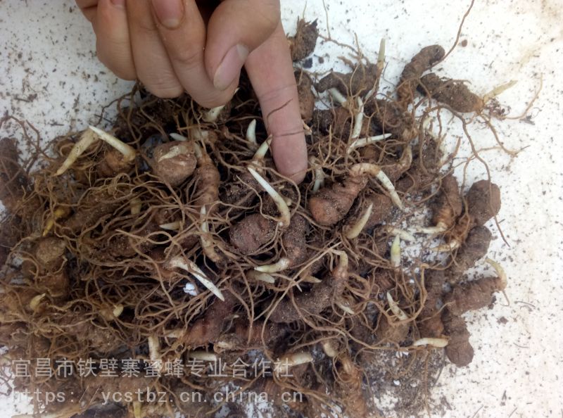 肇庆惠州梅州野三七七叶一枝花怎么种植如何栽培_产地现货报价