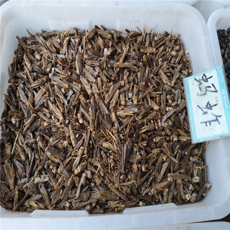蚂蚱 中药蚂蚱的功效 蚂蚱批发价格