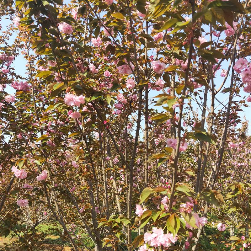 白花樱花树山樱供应商