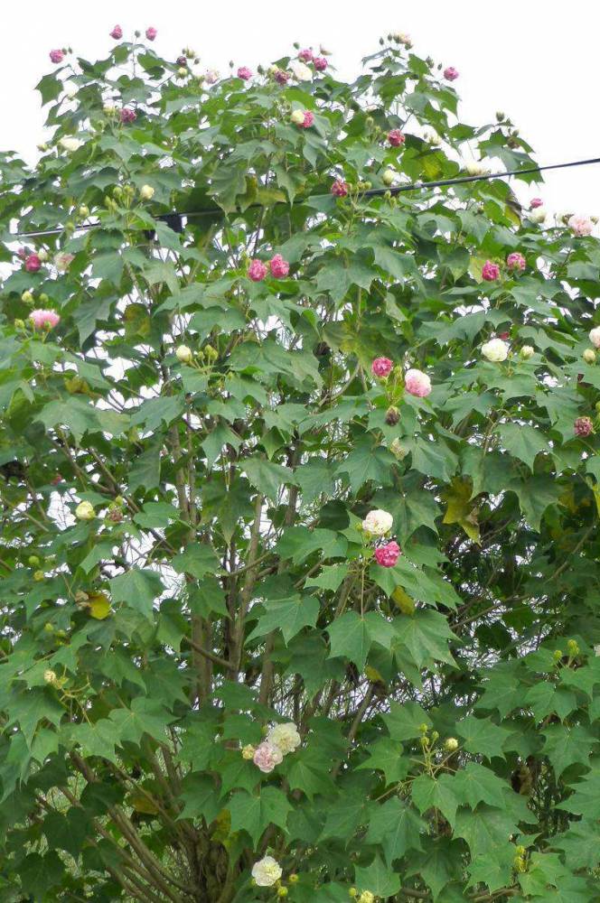 成都木芙蓉6公分,高分枝木芙蓉园林绿化,住宅区绿化.