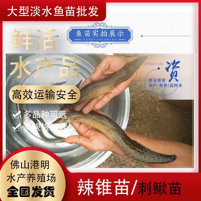 刺鳅鱼苗 渔场鱼苗钢鳅苗 刀鳅鱼苗石锥鱼 猪耙锯鱼苗 存活保证