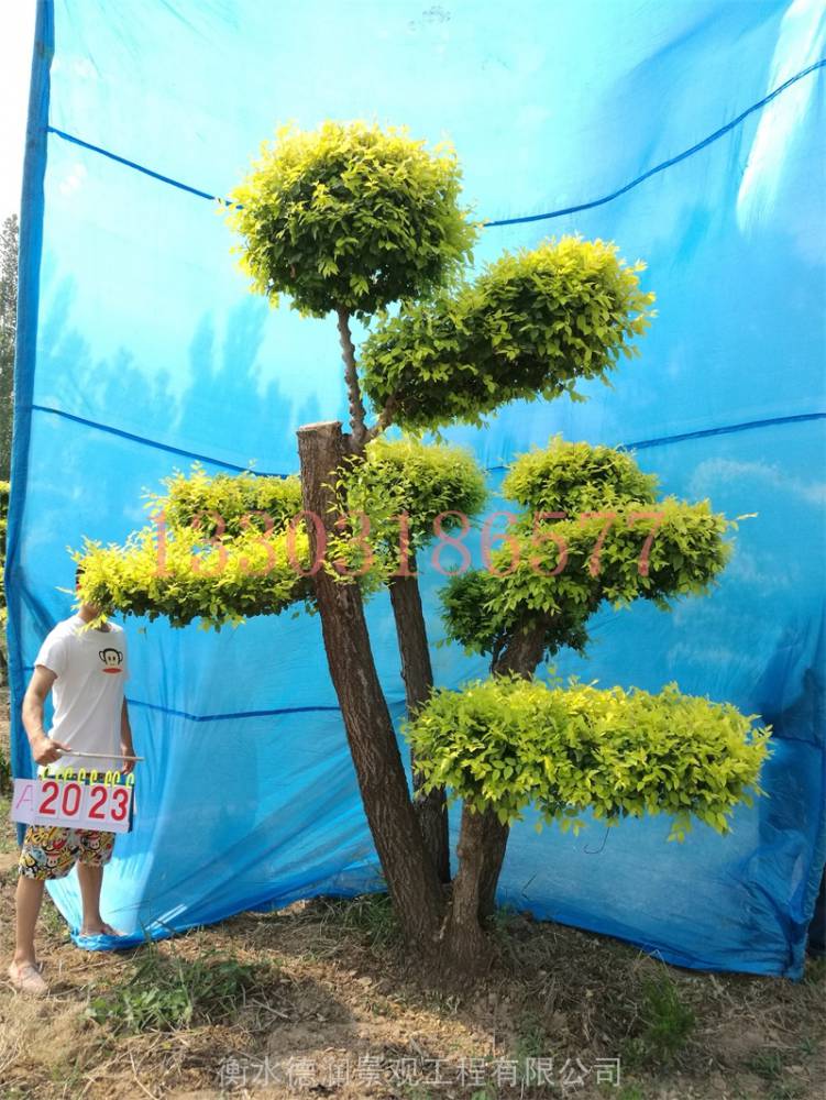 造型金叶榆树的造型设计景观造型树风景树园林绿化树木庭院景观树