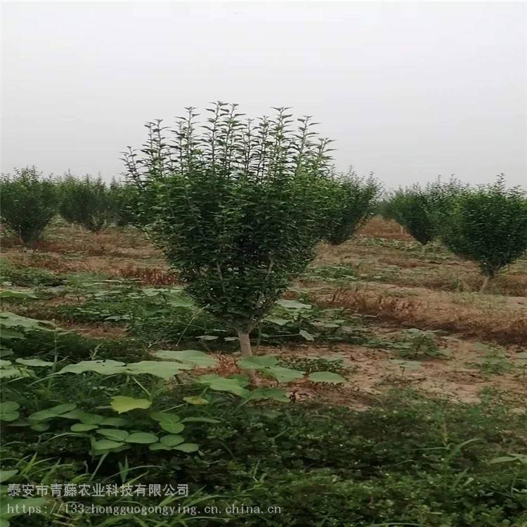 丛生木槿苗盆栽 重瓣木槿树价格 青藤农业