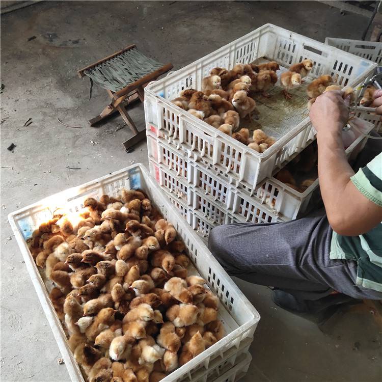 出售 红玉脱温鸡苗 红肉杂鸡苗 近期价格