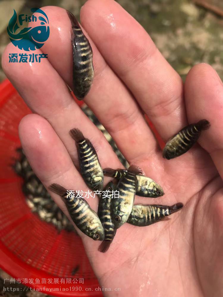 广东淡水石斑鱼苗批发 石斑鱼苗寸苗 花斑鱼苗批发出售