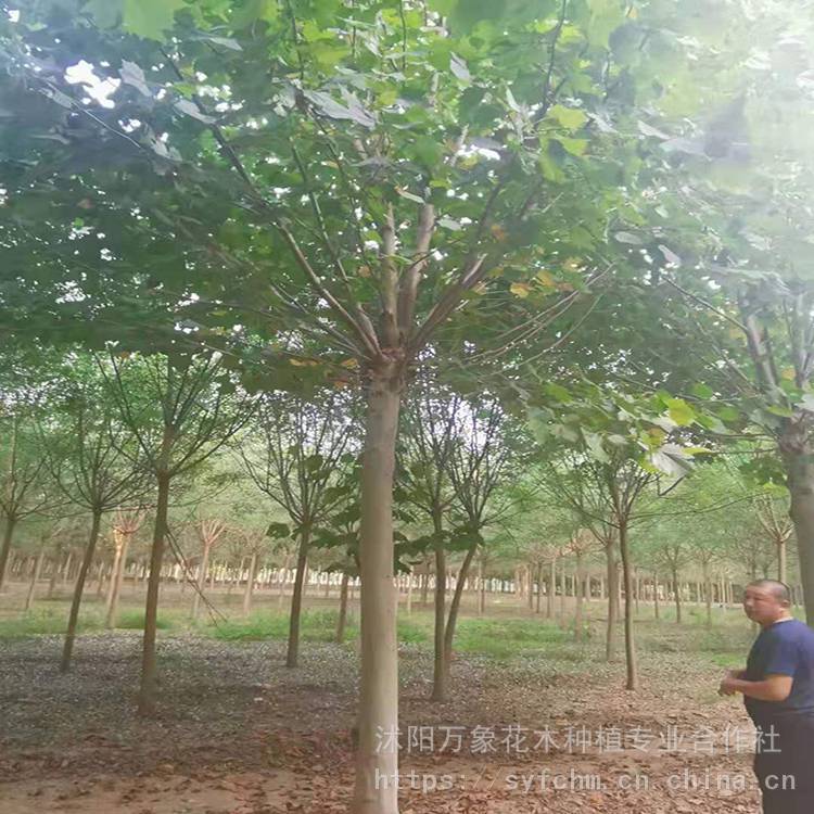法桐厂家直销 法桐价格 厂家直销法桐苗 万象花木