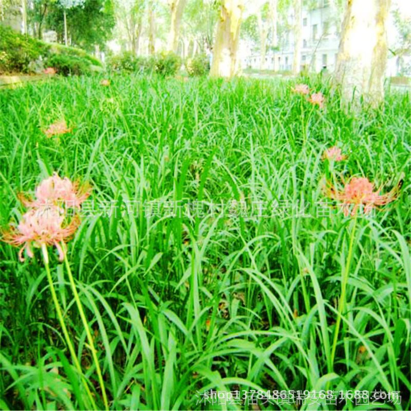 石蒜 绿化植物盆景植被龙爪花 供应水生植物蟑螂花