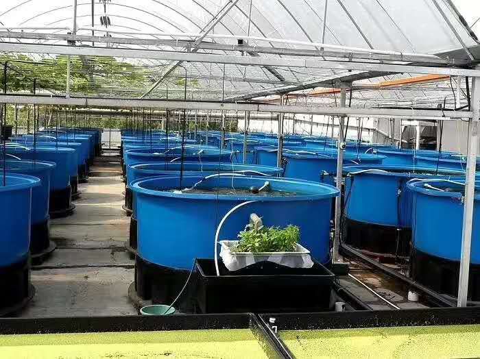 农业 农业用具 温室,大棚 玻璃温室无土栽培种植的同时养鱼可以吗/鱼