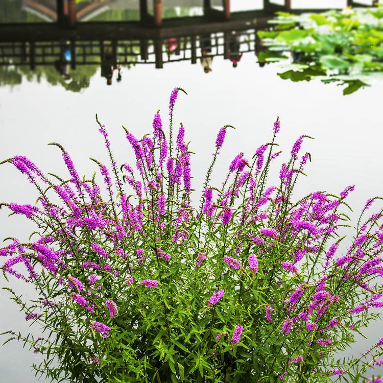 基地直销千屈菜 多年生宿根植物 水生花卉千屈菜 水体湿地绿化