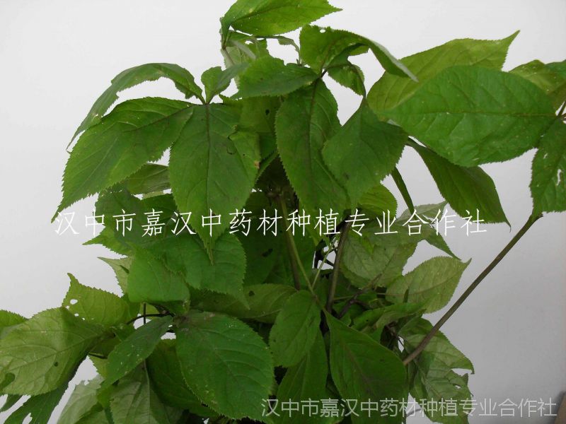陕西秦巴山区 汉中参叶 野生***