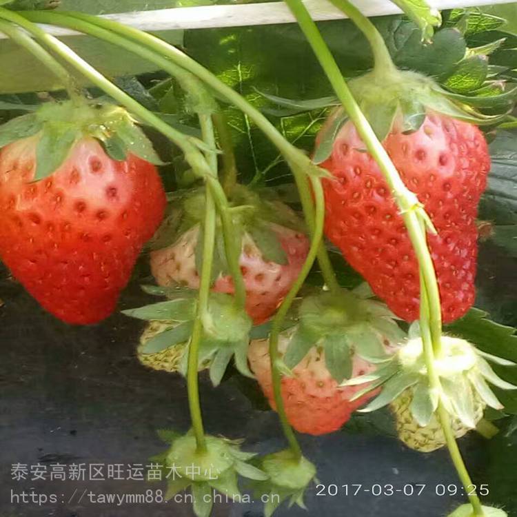 汕头市大棚草莓苗管理草莓苗价格优质嫁接