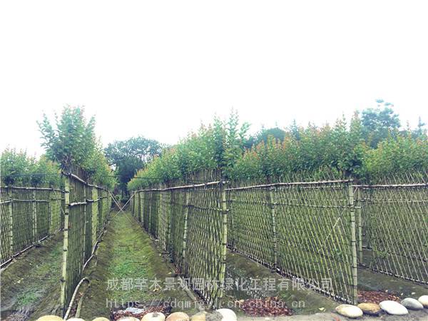 宠物及园艺 园林植物 其他园林植物 容器苗紫薇篱笆墙,高度1.