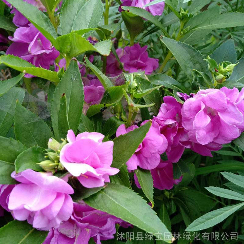 凤仙花花卉种子价格便宜 品质好 物美价廉
