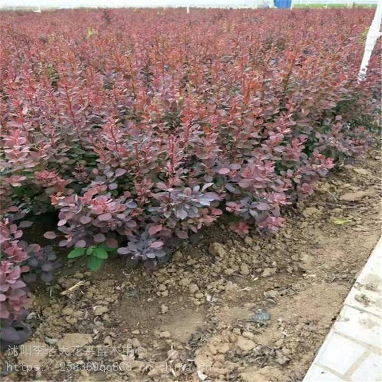 40公分紫叶小檗 红叶小檗基地直销 红叶小檗苗