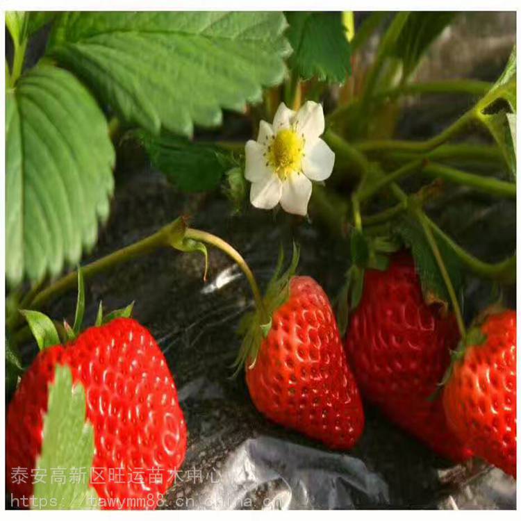 泉州市大棚草莓苗价格达赛草莓苗脱毒