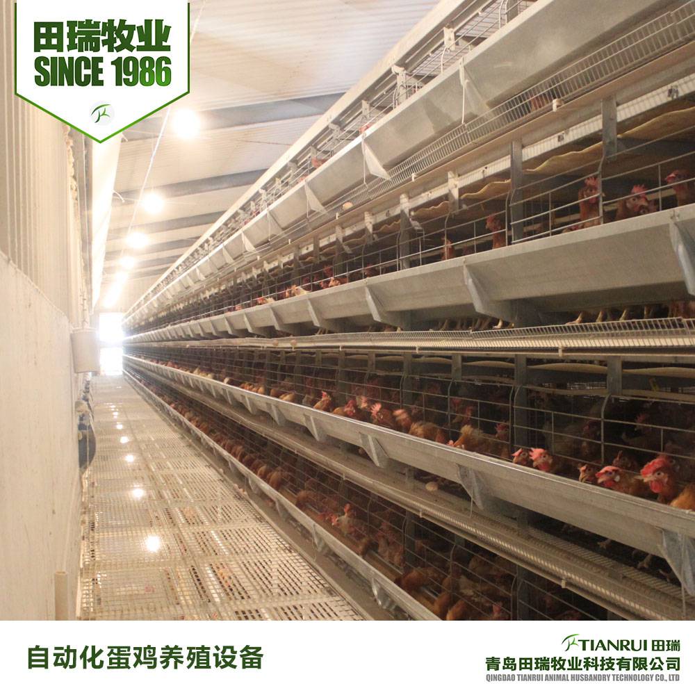 自动化蛋鸡养殖设备|自动集蛋系统,青岛田瑞牧业科技