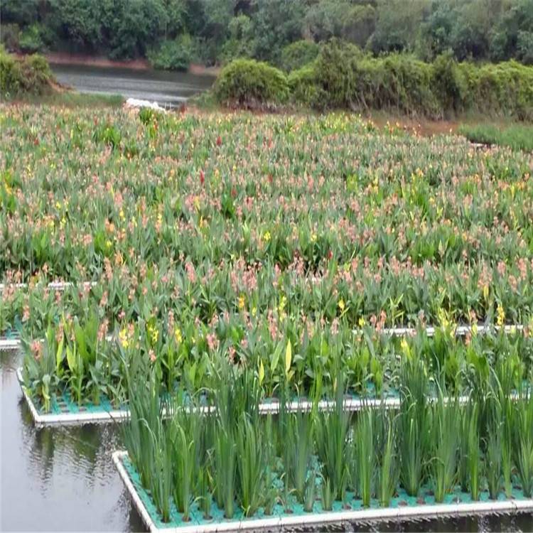 各种人工浮岛漂浮浮岛生态浮床河道绿化水生植物种植养护施工