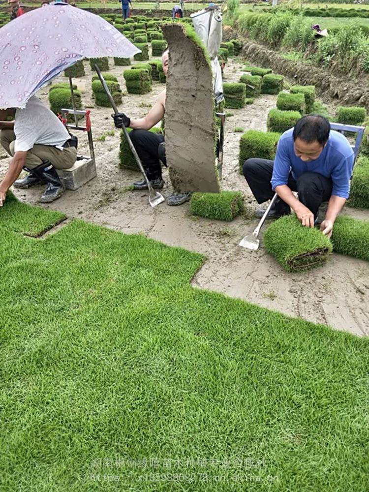 湛江绿化路段草皮 马尼拉草卷价格 马尼拉草卷行情 ***小区绿化