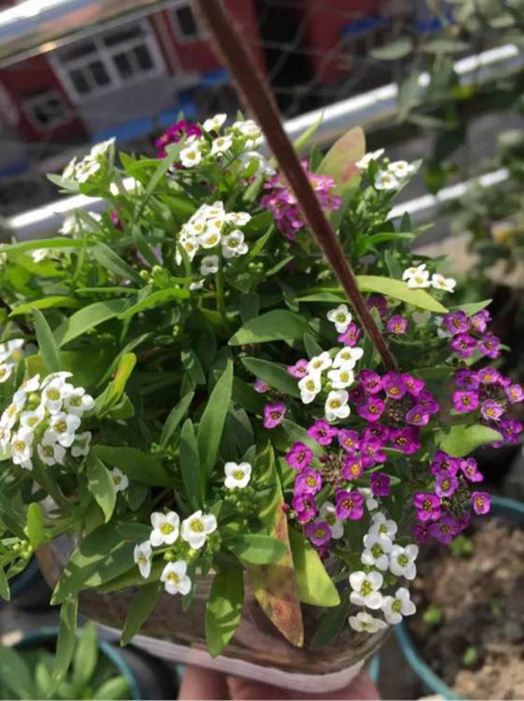 批发香雪球种子 新种子上市 量大价格优惠 发芽率高
