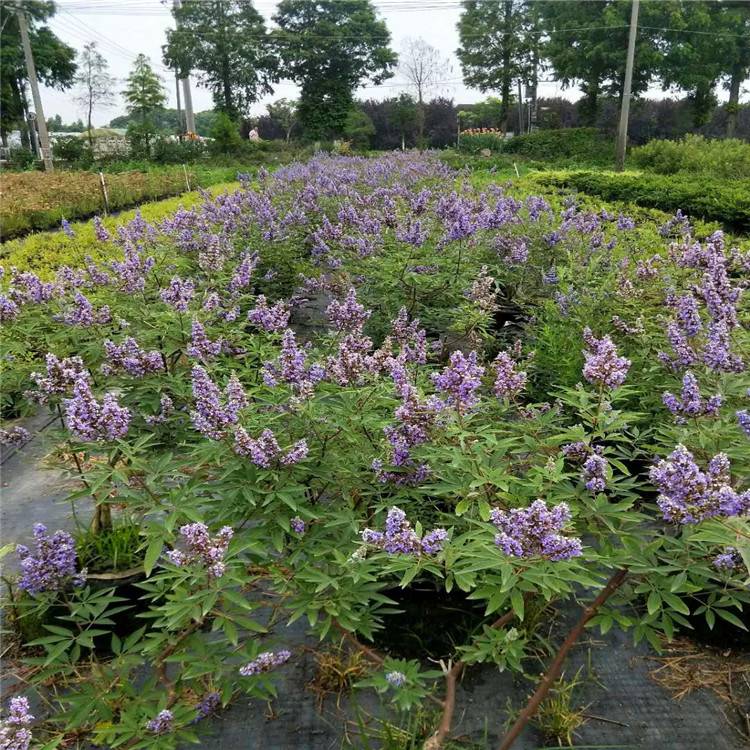 长期供应穗花牡荆花境植物加仑盆苗杯苗袋苗 大桶苗