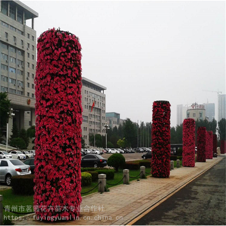 花柱图片花柱造型花柱的结构
