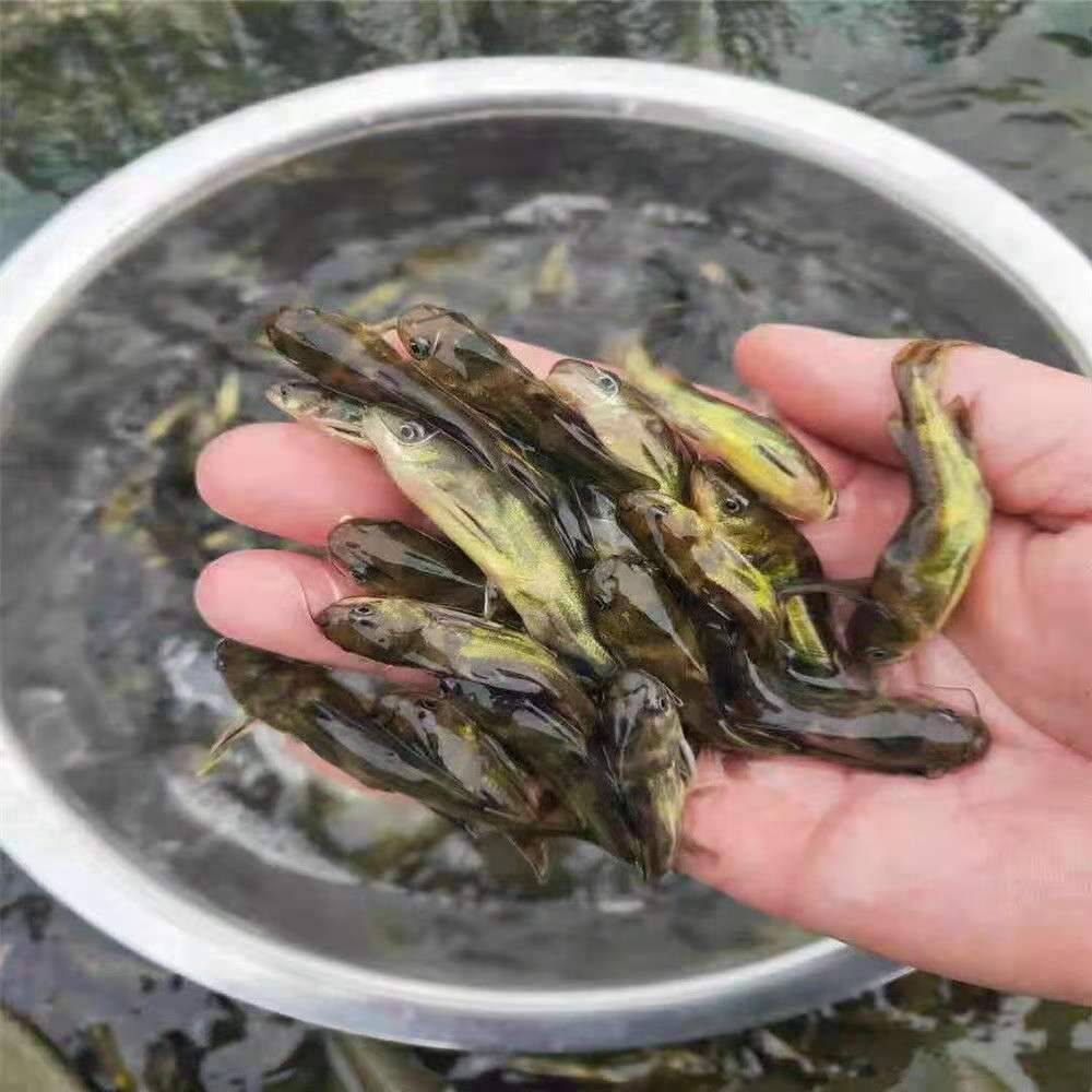 黄骨鱼苗黄骨水花杂交黄骨鱼苗全雄黄骨鱼苗