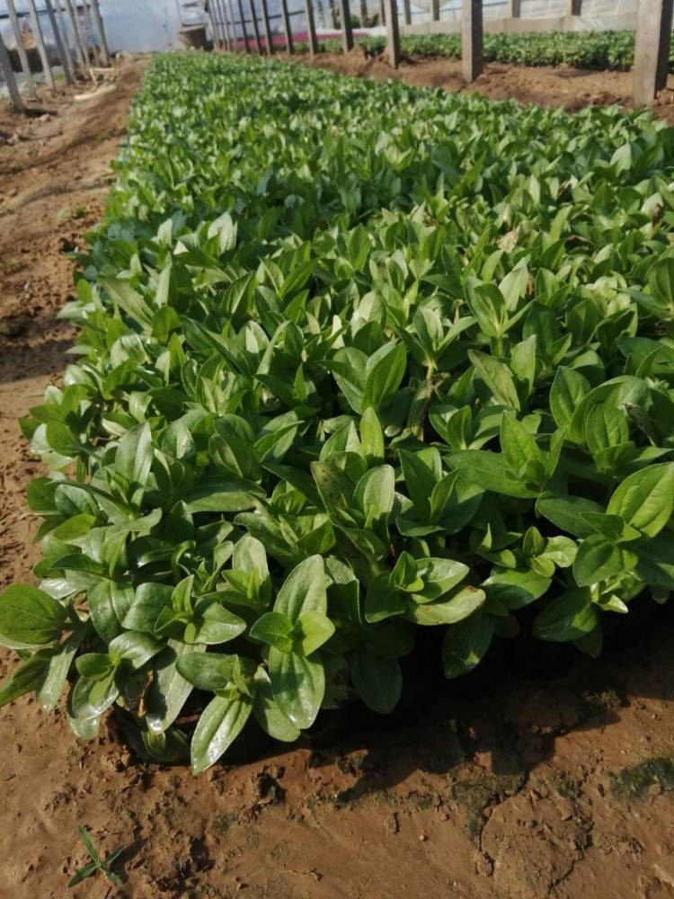 基地大量百日草 红黄花百日草 百日草报价 百日草小苗