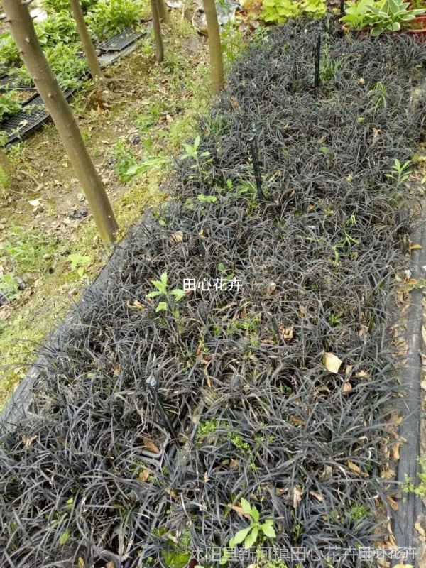 黑麦冬 观赏草基地黑龙草 黑色沿阶草 黑龙麦冬 书带草 不死草