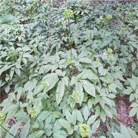 湖南怀化竹节参 种子种苗批发 野三七种植经验