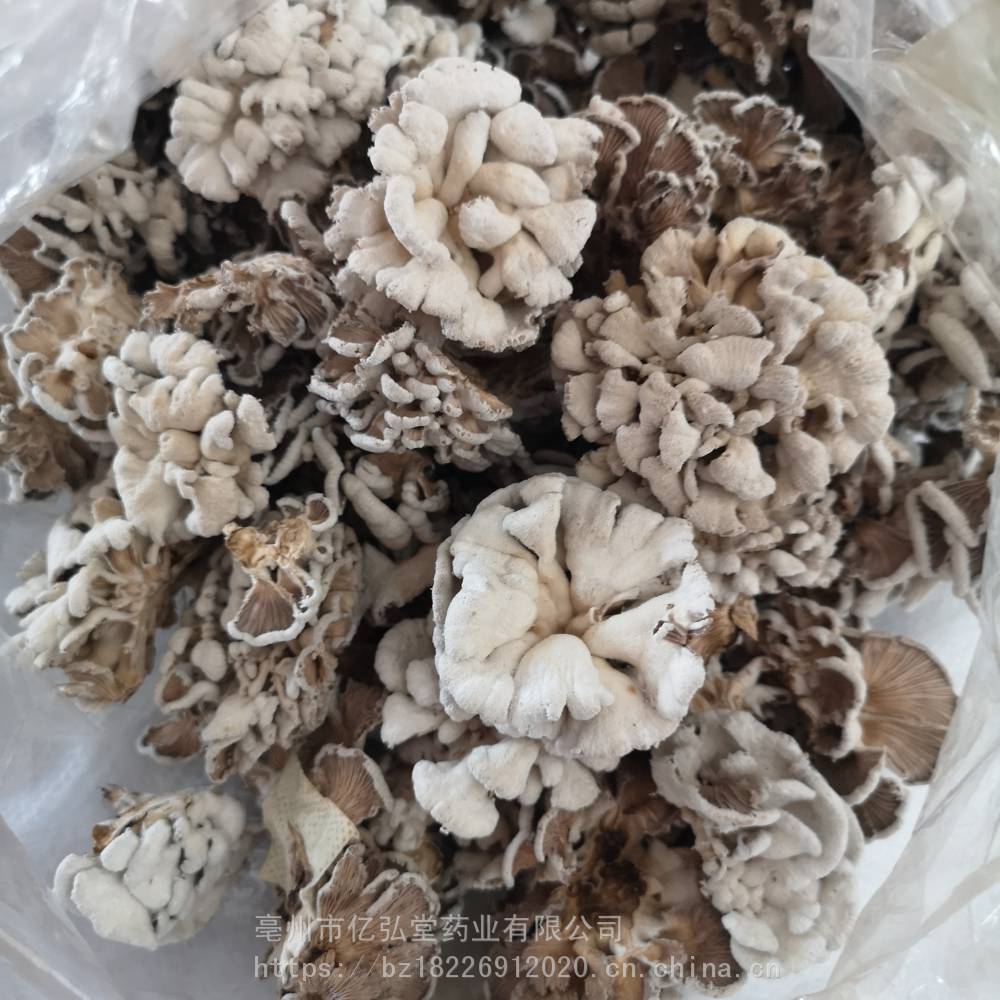 藏灵菇 雪莲菌低价出售