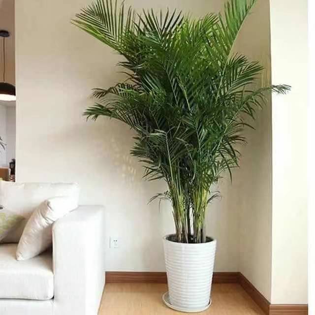 风尾竹盆栽植物客厅室内大型植物盆栽夏威夷袖珍椰子进化空气