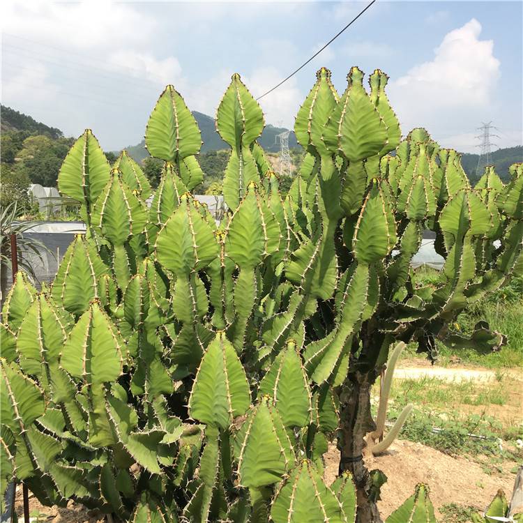 宠物及园艺 园林植物 仙人掌及多肉植物 琉璃塔 群生大戟科多肉植物