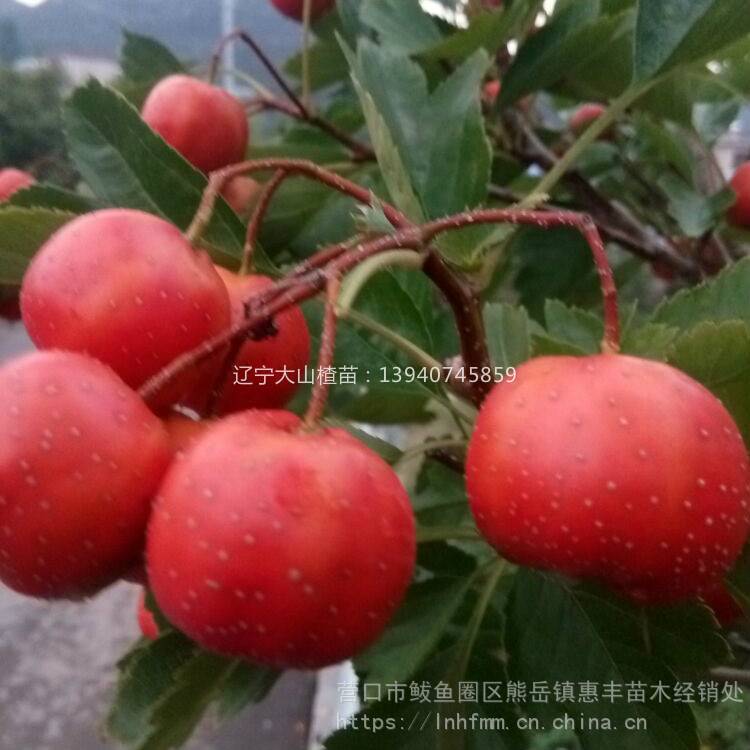 辽宁大磨盘山楂苗 三年生金星山楂苗