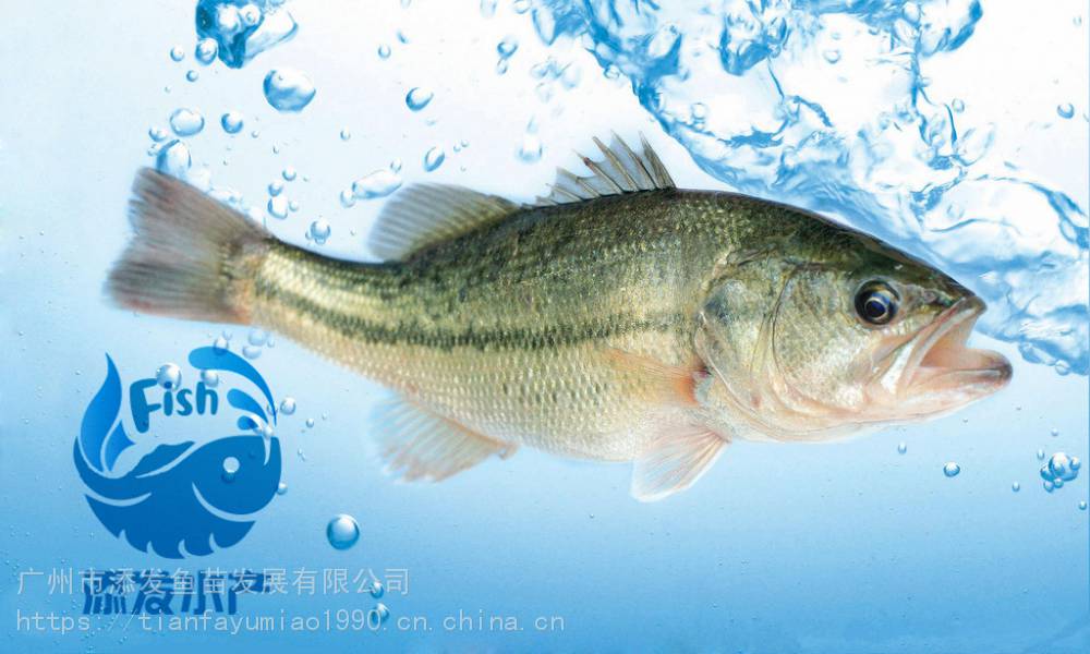 胭脂鱼, 丁桂鱼, 甲鱼, 三角鲂, 花鲢鱼, 罗非鱼, 生鱼,红鲳鱼, 鲈鱼