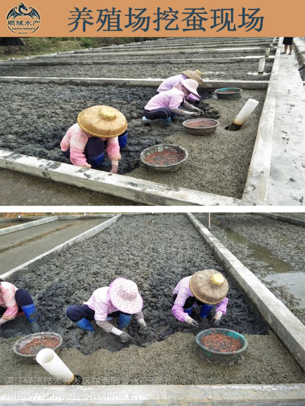 湛江顺域水产国内沙蚕养殖基地 活沙蚕 海蜈蚣虾母饲料 红青虫 钓鱼虫